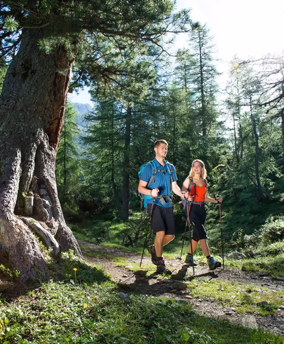 Wanderung im Wald © Region Seefeld / Stephan Elsler